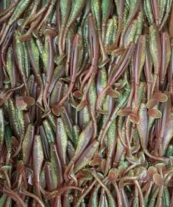 KWigglers Wig-A-Lo 6 Pack Lures & Tackle