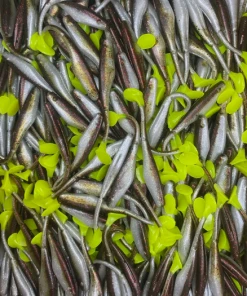 KWigglers Wig-A-Lo 6 Pack Lures & Tackle