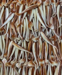 KWigglers Paddle Tail 4"