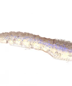 Pure Fishing Berkley Gulp! Shrimp - 3in. - 6 Count Lures & Tackle