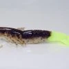 Chickenboy Lures Chickenboy 4" Shrimp Lure - 6 Pack Lures & Tackle